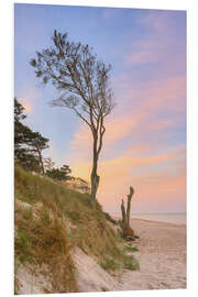 Foam board print Tree on Darßer Weststrand, Baltic Sea