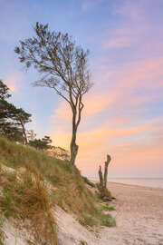 Magnettafel Baum am Darßer Weststrand