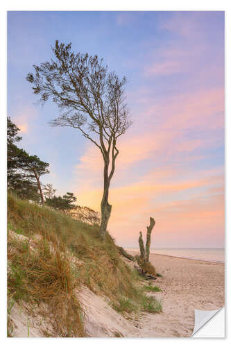 Naklejka na ścianę Tree on Darßer Weststrand, Baltic Sea