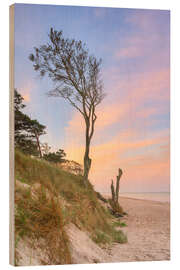 Hout print Tree on Darßer Weststrand, Baltic Sea