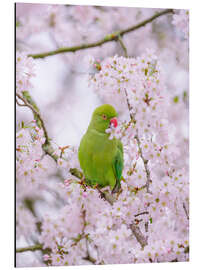 Tableau en aluminium Blossom Bird