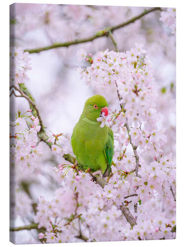 Canvas print Blossom Bird