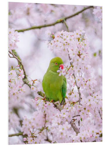 Foam board print Blossom Bird