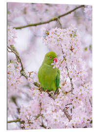 Galleritryk Blossom Bird