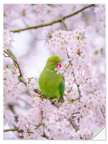 Selvklebende plakat Blossom Bird