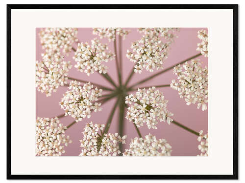 Framed art print Wildflower Whispers