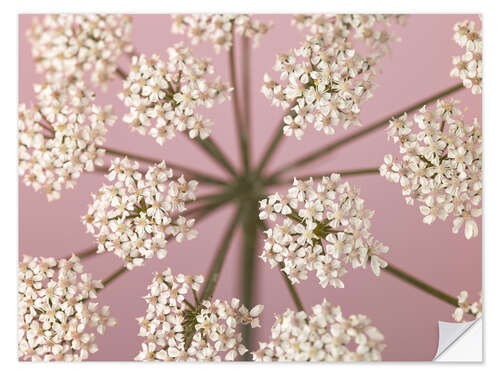 Naklejka na ścianę Wildflower Whispers