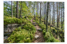 Foam board print The Malerweg in summer, Saxon Switzerland