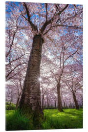 Acrylglasbild Sakura - Japanische Kirschblüte