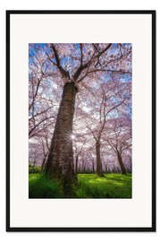 Gerahmter Kunstdruck Sakura - Japanische Kirschblüte