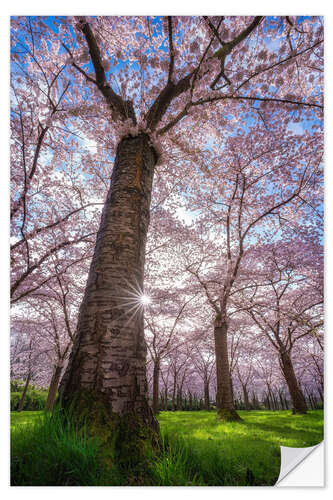 Muursticker Sakura - Japanese cherry blossom