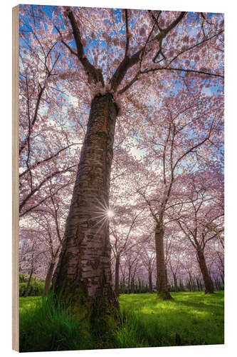 Holzbild Sakura - Japanische Kirschblüte