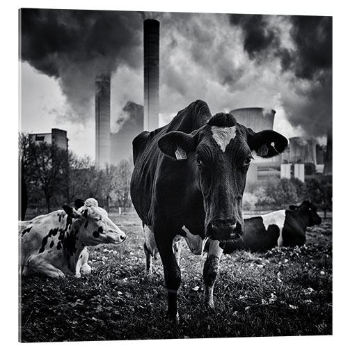 Obraz na szkle akrylowym Cows in Front of the Brown Coal Power Plant