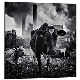 Aluminium print Cows in Front of the Brown Coal Power Plant