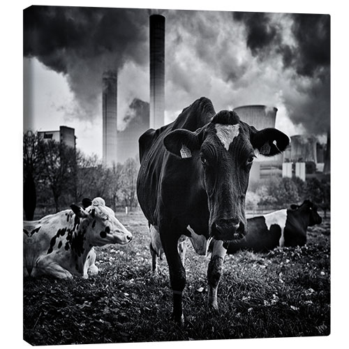 Canvastavla Cows in Front of the Brown Coal Power Plant