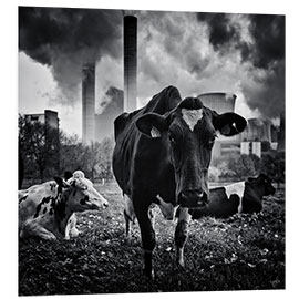 Foam board print Cows in Front of the Brown Coal Power Plant