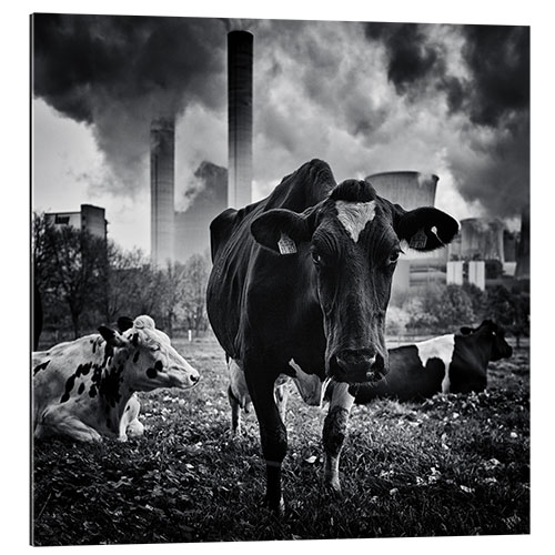 Quadro em plexi-alumínio Cows in Front of the Brown Coal Power Plant