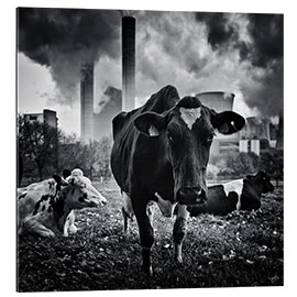 Gallery print Cows in Front of the Brown Coal Power Plant