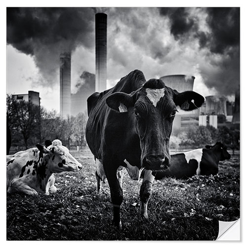 Selvklebende plakat Cows in Front of the Brown Coal Power Plant