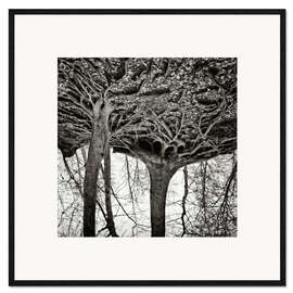 Stampa artistica con cornice Rooted