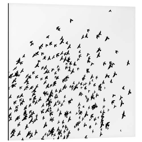 Cuadro de aluminio Flock of Birds