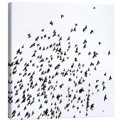 Lienzo Flock of Birds