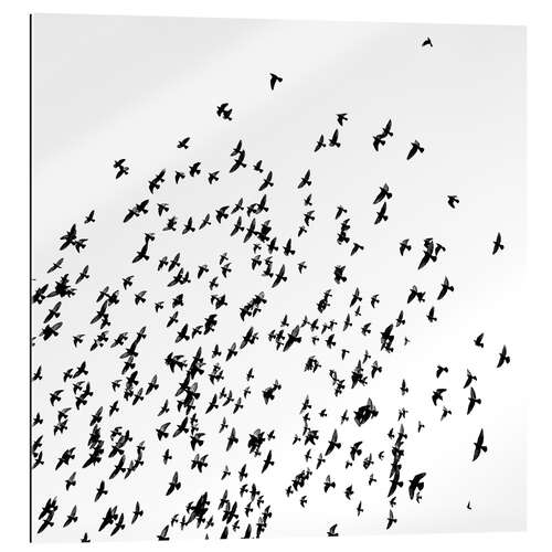 Tableau en plexi-alu Flock of Birds