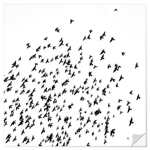 Autocolante decorativo Flock of Birds