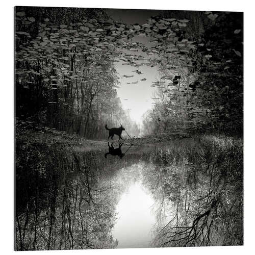 Galleritryk Reflection of a Dog