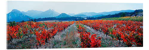 Akrylglastavla Vineyards, Provence-Alpes-Cote d'Azur, France