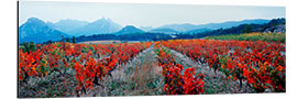 Aluminium print Vineyards, Provence-Alpes-Cote d'Azur, France