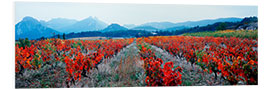 Foam board print Vineyards, Provence-Alpes-Cote d'Azur, France