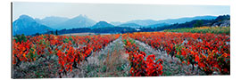 Gallery print Vineyards, Provence-Alpes-Cote d&#039;Azur, France