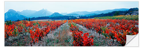 Naklejka na ścianę Vineyards, Provence-Alpes-Cote d'Azur, France