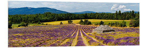 Foam board print Stone bories in a lavender field, Provence, France