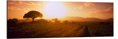 Aluminium print Sunrise over a vineyard, Provence-Alpes-Cote D'azur, France