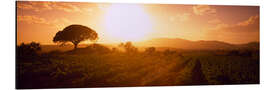 Aluminiumsbilde Sunrise over a vineyard, Provence-Alpes-Cote D'azur, France