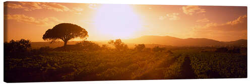 Lienzo Sunrise over a vineyard, Provence-Alpes-Cote D'azur, France