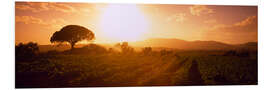 Foam board print Sunrise over a vineyard, Provence-Alpes-Cote D'azur, France