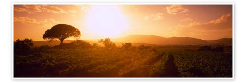 Poster Sonnenaufgang über einem Weinberg in Provence