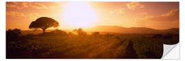 Sticker mural Sunrise over a vineyard, Provence-Alpes-Cote D'azur, France