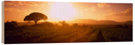 Wood print Sunrise over a vineyard, Provence-Alpes-Cote D&#039;azur, France