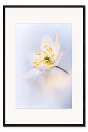 Gerahmter Kunstdruck Nahaufnahme einer Waldanemone