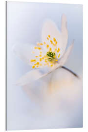 Magnettafel Nahaufnahme einer Waldanemone