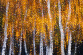 Magnettafel Vorhang aus Blattgold