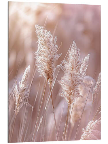 Aluminium print Pampas grass nature idyll