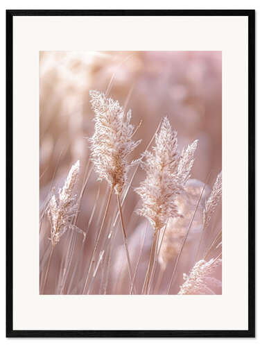Framed art print Pampas grass nature idyll