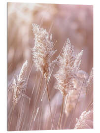 Gallery print Pampas grass nature idyll