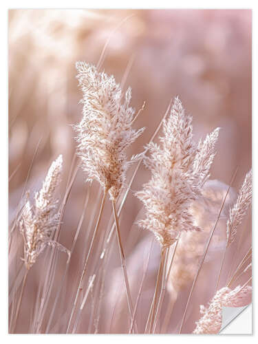 Sticker mural Pampas grass nature idyll