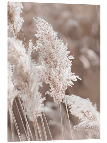 Acrylic print Pampas grass, detail